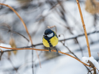 Obraz na płótnie Canvas Cute bird Great tit, songbird sitting on a branch without leaves in the autumn or winter.