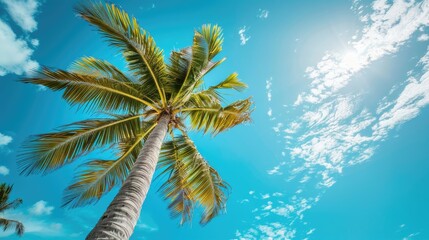 Fototapeta na wymiar Coconut palm tree with a backdrop of clear blue sky