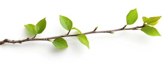 Twig with green leaves separated on a white background