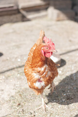 Domestic chicken with brown and white feathers running around the yard in the free range. Organic chickens. Homegrown eggs. Funny expression