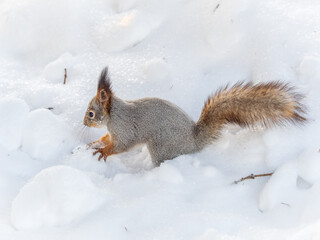 The squirrel in winter sits on white snow.