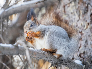 The squirrel with nut sits on tree in the winter or late autumn