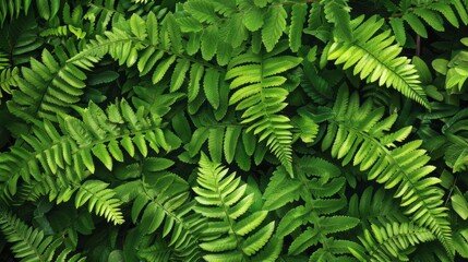 Fototapeta na wymiar Fresh Green Natural Fern Leaves,Generative AI