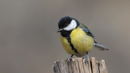 Great tit taken around Tokat city in Türkiye.