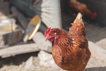 Domestic chicken with brown and white feathers running around the yard in the free range. Organic chickens. Homegrown eggs. Funny expression