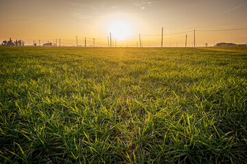 Wide angle backlight at sunset in a wheat field in the Po Valley, many electric poles for energy...