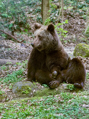 Big European brown bear dozing.