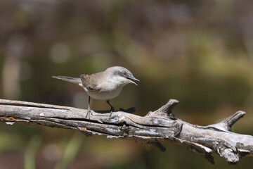 Whitethroat bird perched on a thistle branch. Plain green background. 