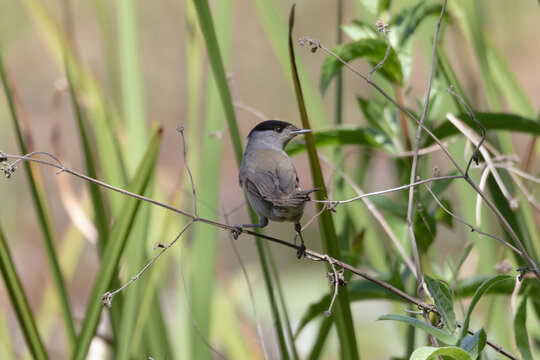 Eurasian blackcap standing on a reed branch