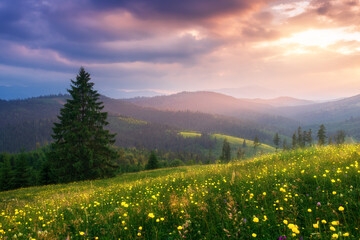 Field with yellow flowers in mountain valley in summer at sunset. Colorful landscape with pine trees, green grass, blooming flowers, hills and mountains, meadows and sky with pink clouds and sunlight