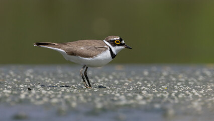 Little Ringed Plover