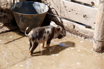 Small brown and black spotted pig with curly tail in farm pigsty. Farm animals. swine industry....