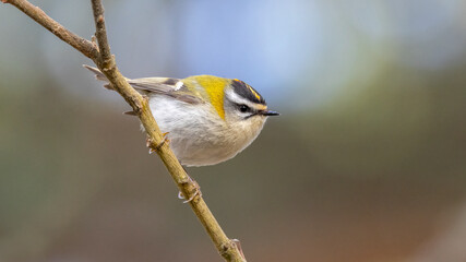 Firecrest