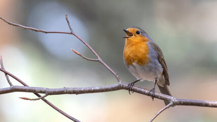 Robin benched on a tree.