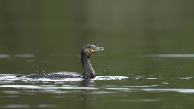 Kormoran frisst Rotauge