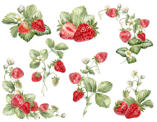 Strawberries watercolor clipart. Strawberry isolated, composition with  leaves and flowers on transparent  background. Hand painted realistic illustration for tea, jam or natural cosmetics label