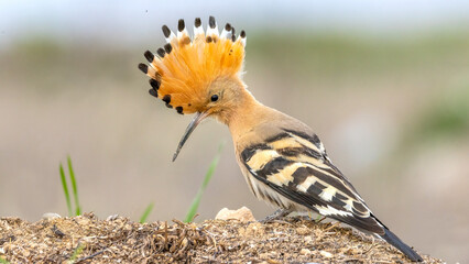 Eurasian Hoopoe showing off his crown. © Mehmet