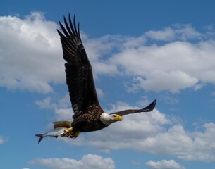 Bald Eagle Carrying Fish at Conowingo Dam Maryland