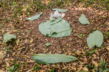 Banana leaves serving as seats and a table in a forest of Nam Ha National Protected Area, Laos