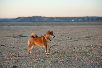 cute Red shiba inu dog is standing at the seaside during the sunset in Greece. - 787503921
