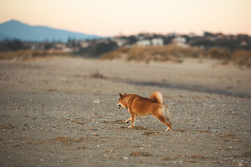 Cute Red Shiba Inu running on the beach at sunset in Greece - 787504168