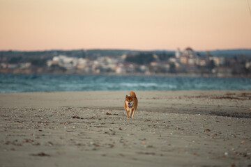 Happy and Cute Red Shiba Inu running on the beach at sunset in Greece - 787504593