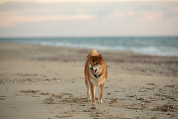 Cute Red Shiba Inu strolling on the beach at sunset in Greece - 787504786