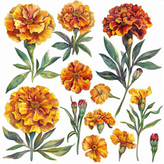 Vibrant watercolor pack featuring marigold bouquets, single flowers, and elements. Perfect for festive designs, greeting cards, and botanical illustrations.