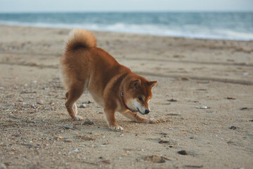 Happy and Cute Red Shiba Inu running on the beach at sunset in Greece - 787504911