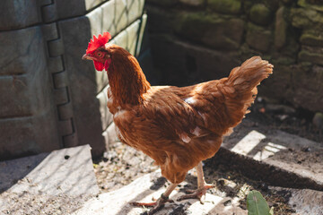 Domestic chicken with brown and white feathers running around the yard in the free range. Organic chickens. Homegrown eggs. Funny expression