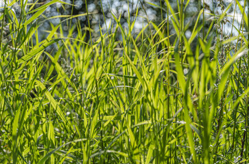 Beautiful green grass, natural background