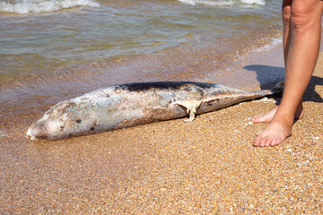 A man stands near a dead dolphin, washed up on the sea sandy shore. Ecology and fauna of the sea.