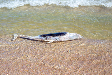 A dead dolphin washed up on the sea sandy shore. Ecology and fauna of the sea.