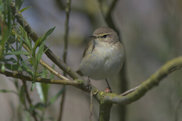 Common Chiff Chaff
