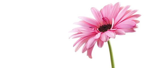 A lovely pink flower in full bloom stands alone against a white backdrop.