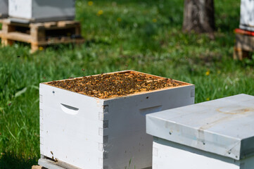 Open hive with bees in the apiary.