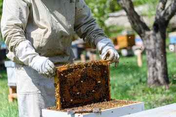 The beekeeper inspects the bee frames, removing them from the hive.
