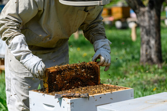 The beekeeper inspects the bee frames, removing them from the hive.