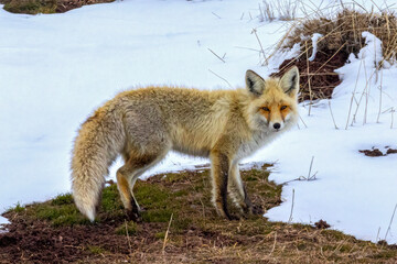 Red Fox staying on snowy ground.