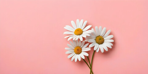 Three chamomile flowers on a pink background with free space.