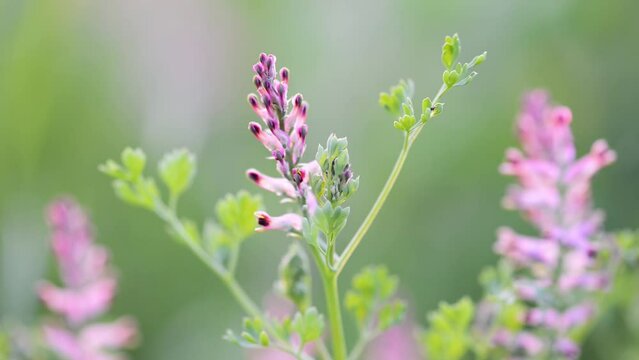 Fumaria officinalis, common fumitory, drug fumitory or earth smoke, is herbaceous annual flowering plant in poppy family Papaveraceae. It is most common species of genus Fumaria in Europe.