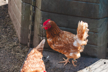 Domestic chicken with brown and white feathers running around the yard in the free range. Organic chickens. Homegrown eggs. Funny expression