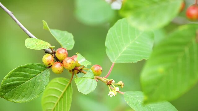 Frangula alnus, commonly known as alder buckthorn, glossy buckthorn, or breaking buckthorn, is a tall deciduous shrub in the family Rhamnaceae.