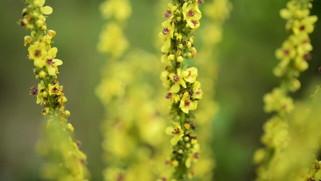 Verbascum thapsus, the great mullein, greater mullein, or common mullein, is a species of mullein native to Europe, northern Africa, and Asia, and introduced in the Americas and Australia.
