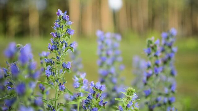 Echium vulgare &mdash; known as viper's bugloss and blueweed &mdash; is species of flowering plant in borage family Boraginaceae. It is toxic to horses through accumulation of pyrrolizidine alkaloids in liver.