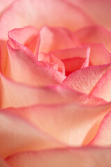 macro texture of pink rose petals