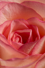 macro texture of pink rose petals