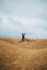 Portrait of a Belgian Malinois dog in the yellow sands