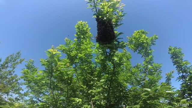 Bee swarmSwarming bees. Bee swarm on a tree branch.  on a tree branch