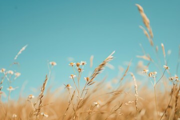 Obraz premium Daisy in a Field of Grass With Sun Background